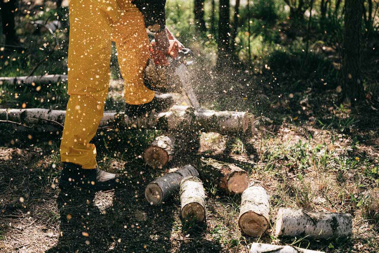 Best Tree Trimming and Pruning  in Shepherdstown, WV